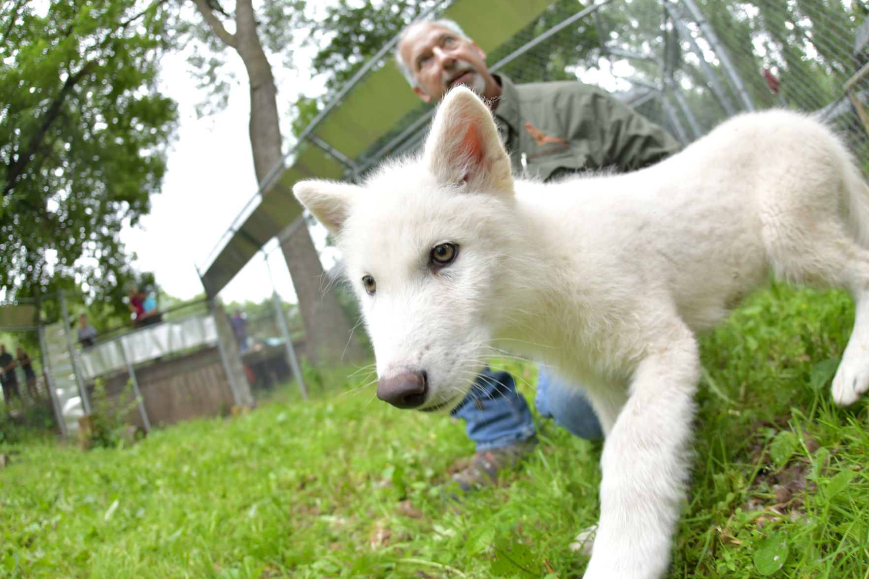 Wolf pup